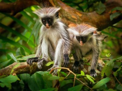 Monkeys