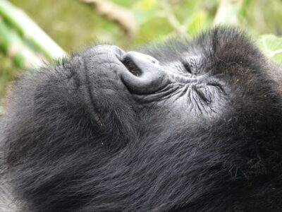 Mountain Gorilla