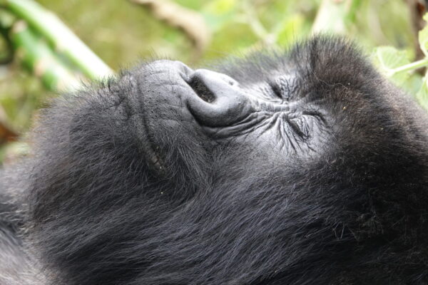 Mountain Gorilla
