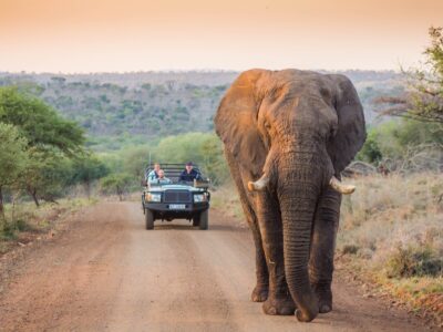 Safari in Kruger National Park Safari in Kruger National Park