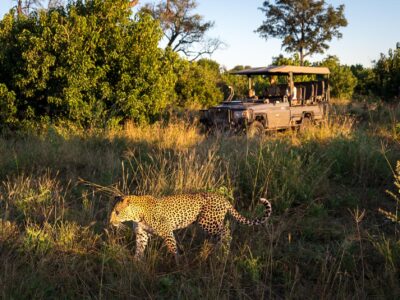 Serengeti Safaris