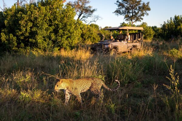 Serengeti Safaris