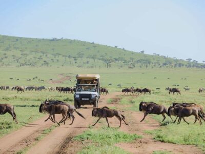 Serengeti Safaris Africa