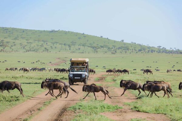 Serengeti Safaris Africa
