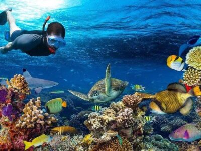 Snorkel at Mnemba Atoll