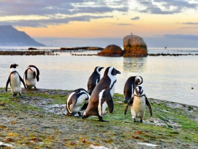 Visit Boulders Beach Penguin Colony Visit Boulders Beach Penguin Colony