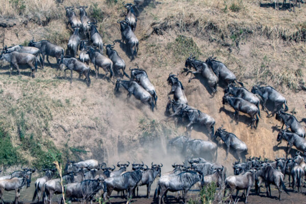 10-Day Serengeti