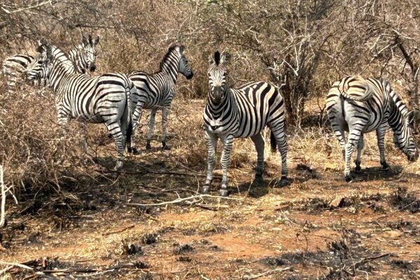 4-Day Panorama & Plains Safari 4-Day Panorama & Plains Safari