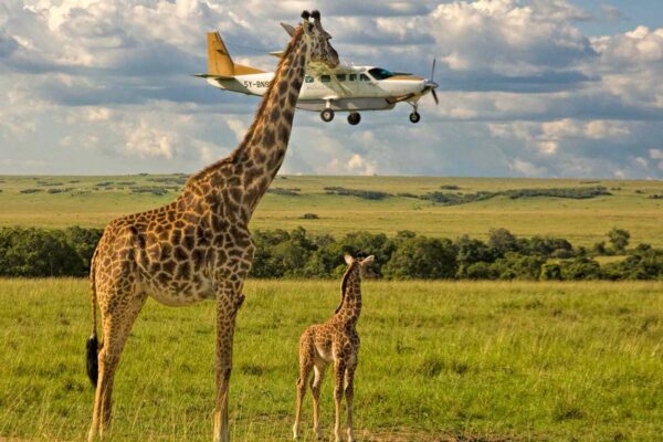 4‑Day Tanzania Northern Parks Fly-In Safari