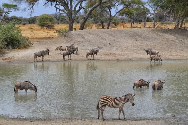 4‑Day Tarangire & Lake Manyara Safari