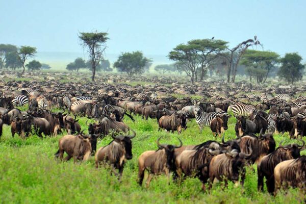 6‑Day Western Serengeti Safari