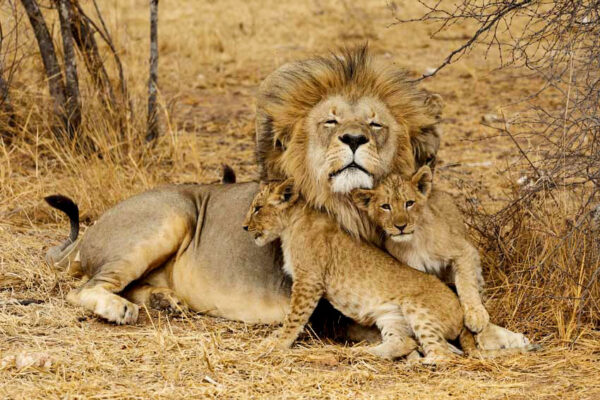 7‑Day Tarangire–Serengeti–Ngorongoro Safari