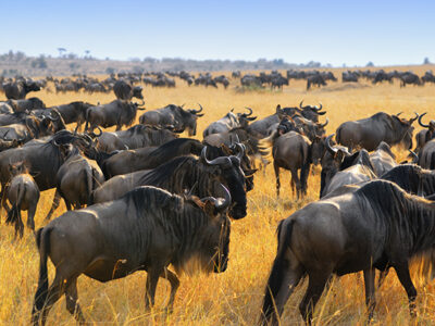 7‑Day Wildebeest Migration Tracker 7‑Day Wildebeest Migration Tracker
