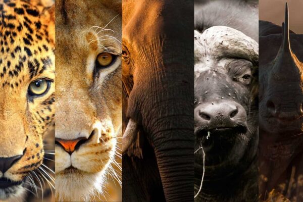 Big 5 African Safaris Big 5 African Safaris