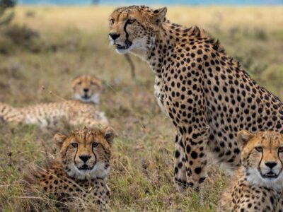 Big Cat Cheetah