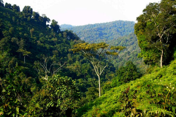 Buhoma Sector Uganda