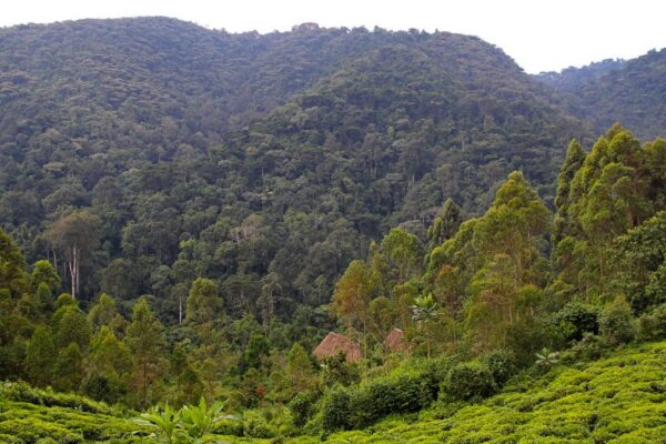 Gishwati Mukura National Park Rwanda