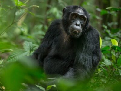 Golden Monkey Vs Gorilla Vs Chimpanzee