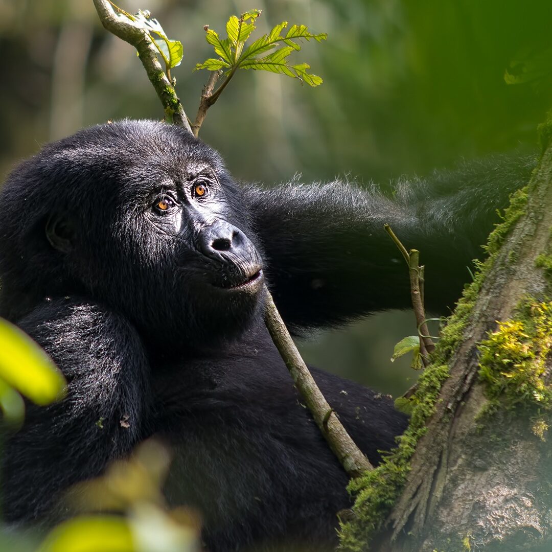 Golden Monkey Vs Gorilla Vs Chimpanzee Golden Monkey Vs Gorilla Vs Chimpanzee