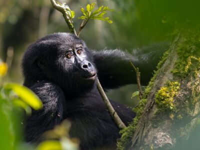 Golden Monkey Vs Gorilla Vs Chimpanzee