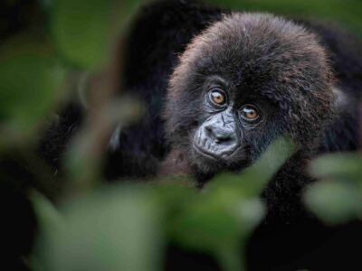 Gorilla Trek Africa