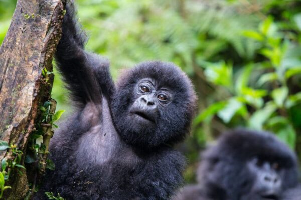 Gorillas Of Rwanda