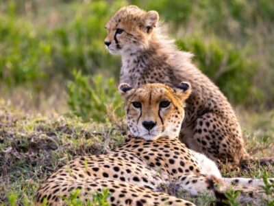 Guided Bush & Luxury‑On‑a‑Budget Kruger Safari