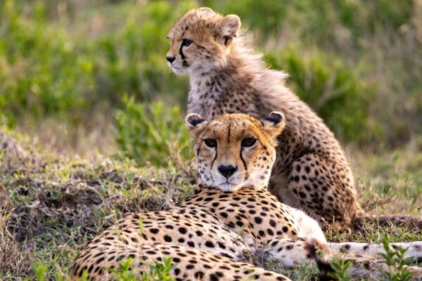 Guided Bush & Luxury‑On‑a‑Budget Kruger Safari Guided Bush & Luxury‑On‑a‑Budget Kruger Safari
