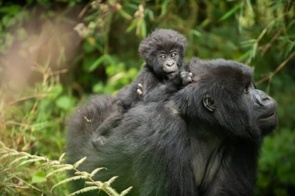Kwita Izina Kwita Izina