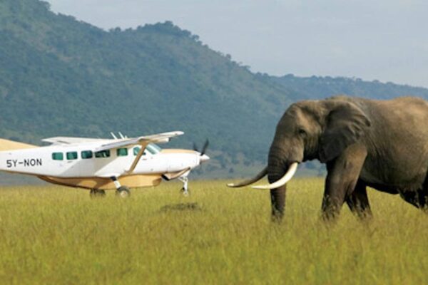 Maasai Mara Aerial Predator Quest Maasai Mara Aerial Predator Quest