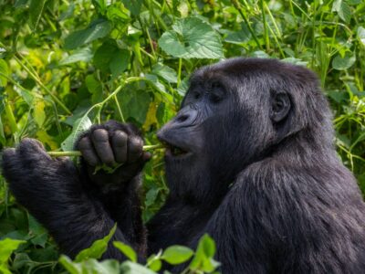 Primates Expedition
