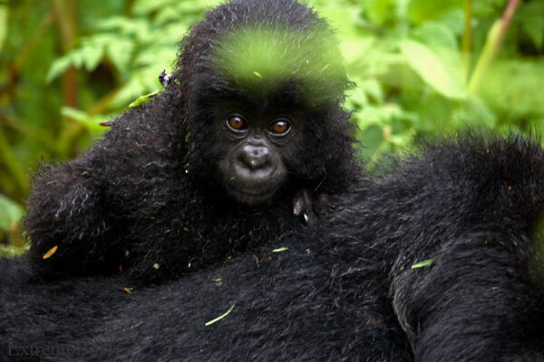 Ruhija Sector Uganda