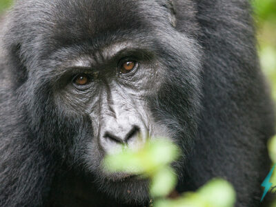 Rwanda Gorilla Safari And Cultural