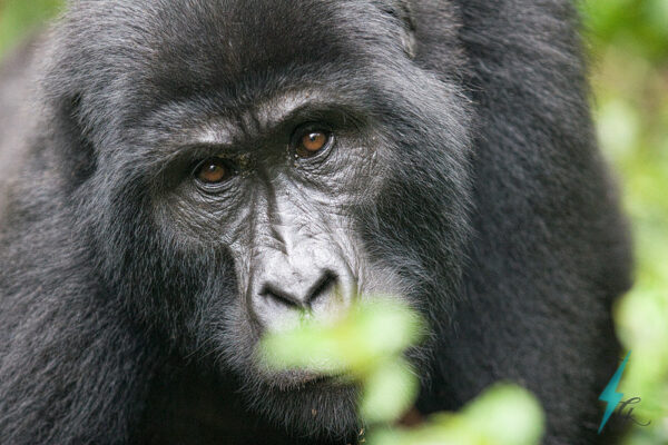 Rwanda Gorilla Safari And Cultural