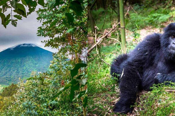 Rwanda Volcano Flight & Mountain Gorilla Trek Rwanda Volcano Flight & Mountain Gorilla Trek