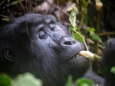 Uganda Primates Expedition Uganda Primates Expedition