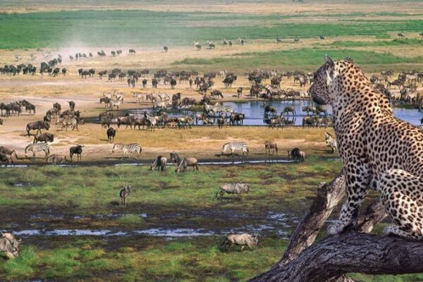 Arusha to Ngorongoro Safari