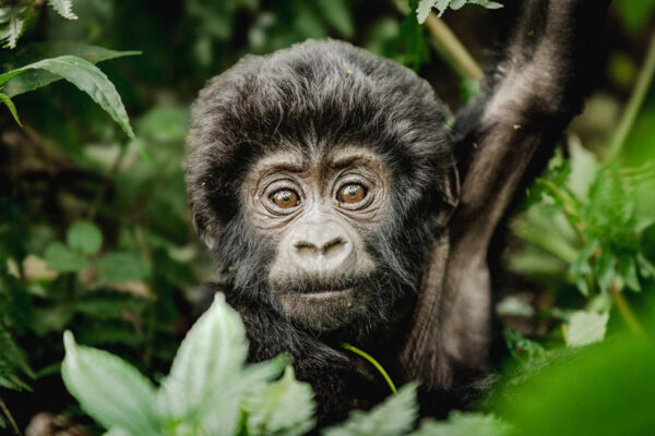 Gorilla Trekking Reviews