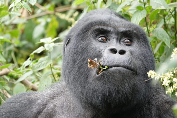 Silverback Gorilla