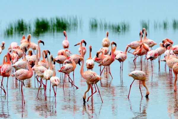 Where is Kenya in Africa Where is Kenya in Africa