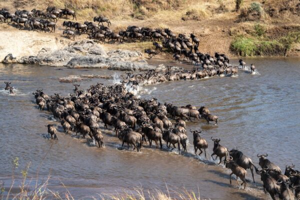 Wildebeest Migration Safari Reviews