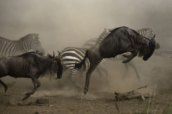 Wildebeest Migration Safari Reviews