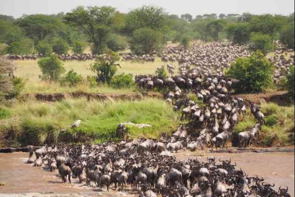 3-Day Serengeti Budget Safari