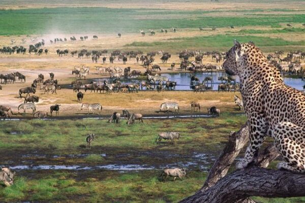 4-Day Serengeti Fly-In Safari Tour