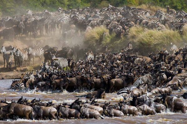 7-Day Great Migration