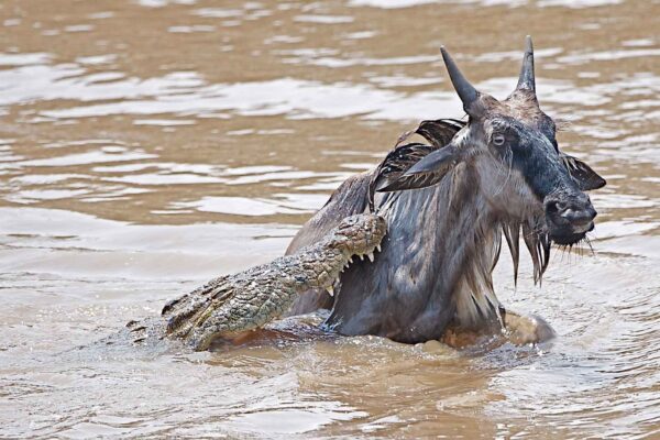 7-Day Great Migration Safari