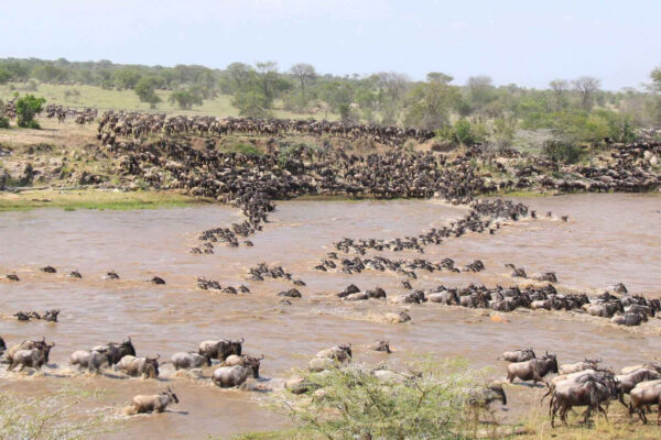 7-Day Great Migration Tour