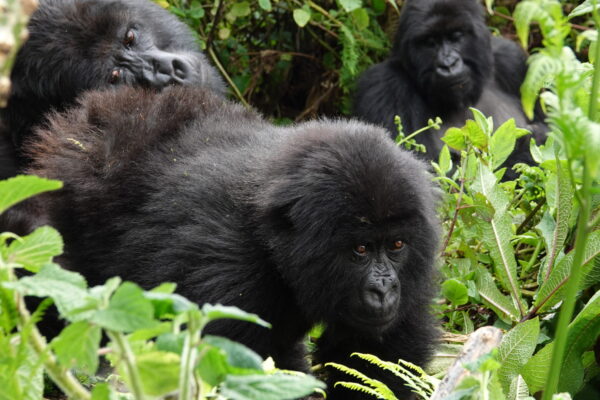 Behind-the-Scenes Gorilla Experience