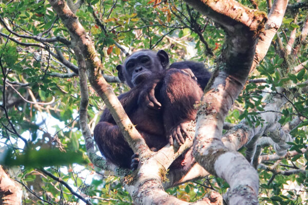 Chimpanzee in Trees Chimpanzee in Trees