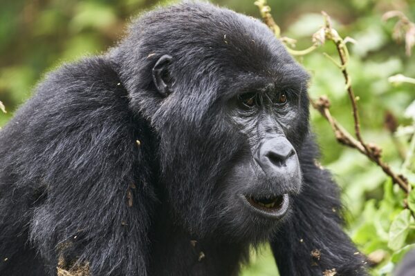 Double Gorilla Trekking Safari in Africa